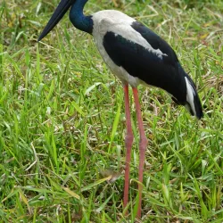 Mary River National Park - Adelaide River