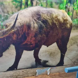 Window on the Wetlands Visitor Centre - Adelaide River