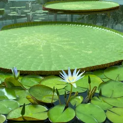 Adelaide Botanic Garden - Adelaide