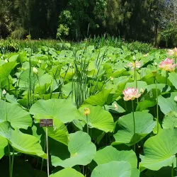 Adelaide Botanic Garden - Adelaide