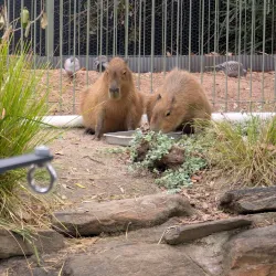 Adelaide Zoo - Adelaide