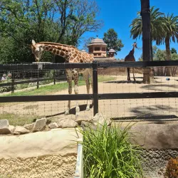 Adelaide Zoo - Adelaide
