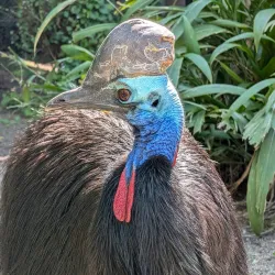 Adelaide Zoo - Adelaide