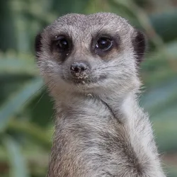 Adelaide Zoo - Adelaide