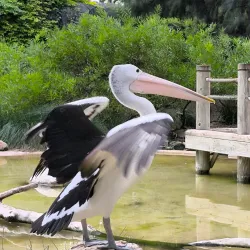 Adelaide Zoo - Adelaide