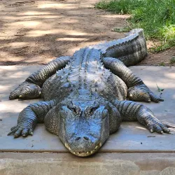 Adelaide Zoo - Adelaide