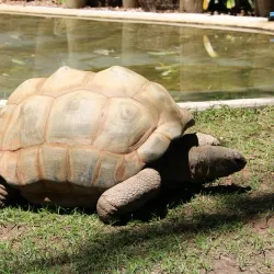 Adelaide Zoo - Adelaide