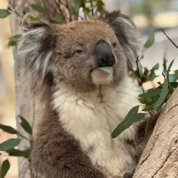 Cleland Wildlife Park - Adelaide