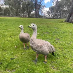 Cleland Wildlife Park - Adelaide