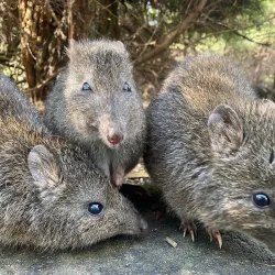 Cleland Wildlife Park - Adelaide