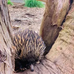 Cleland Wildlife Park - Adelaide