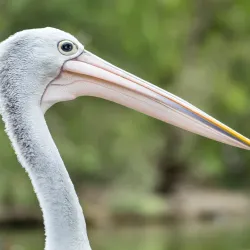 Cleland Wildlife Park - Adelaide