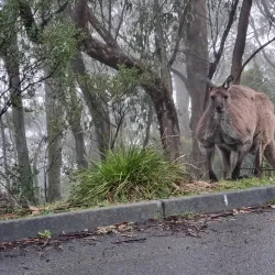 Mount Lofty Summit - Adelaide