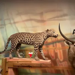 South Australian Museum - Adelaide