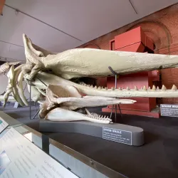 South Australian Museum - Adelaide