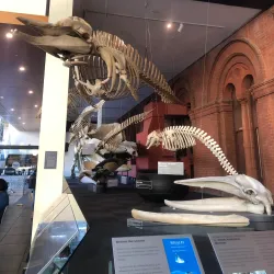 South Australian Museum - Adelaide