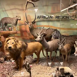 South Australian Museum - Adelaide