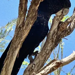 Alice Springs Desert Park - Alice Springs