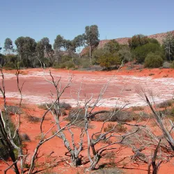 Alice Springs Desert Park - Alice Springs