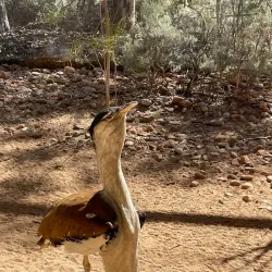 Alice Springs Desert Park - Alice Springs