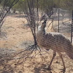 Alice Springs Desert Park - Alice Springs