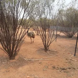 Alice Springs Desert Park - Alice Springs