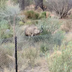 Alice Springs Desert Park - Alice Springs