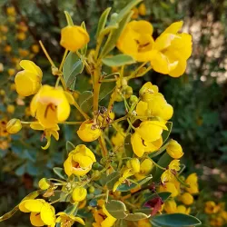 Olive Pink Botanic Garden - Alice Springs