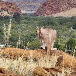 Olive Pink Botanic Garden - Alice Springs