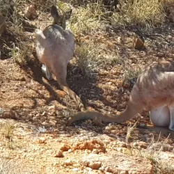 Olive Pink Botanic Garden - Alice Springs