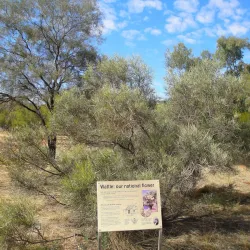 Olive Pink Botanic Garden - Alice Springs