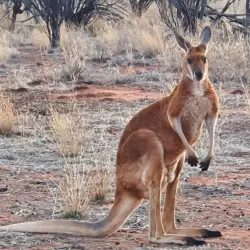 The Kangaroo Sanctuary - Alice Springs