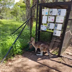 The Kangaroo Sanctuary - Alice Springs