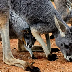 The Kangaroo Sanctuary - Alice Springs