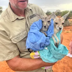 The Kangaroo Sanctuary - Alice Springs