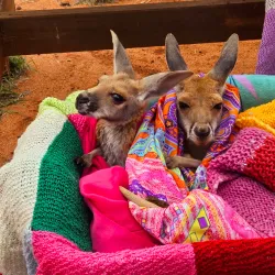 The Kangaroo Sanctuary - Alice Springs
