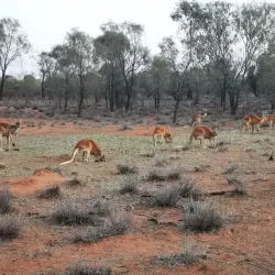 The Kangaroo Sanctuary - Alice Springs