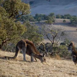 Ararat Heritage Walk - Ararat