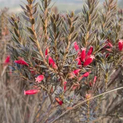 Ararat Heritage Walk - Ararat