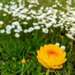 Botanic Gardens Armidale - Armidale
