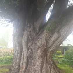 Botanic Gardens Armidale - Armidale