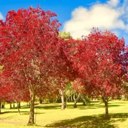 Botanic Gardens Armidale - Armidale