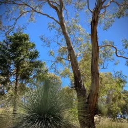 Botanic Gardens Armidale - Armidale
