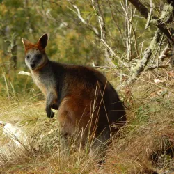Oxley Wild Rivers National Park - Armidale