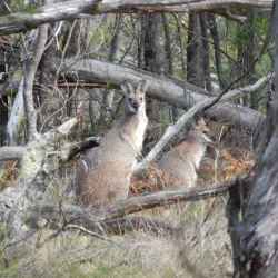 Oxley Wild Rivers National Park - Armidale
