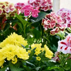 Ayr Botanic Gardens - Ayr