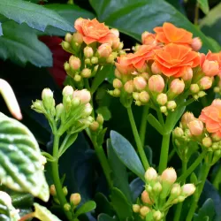 Ayr Botanic Gardens - Ayr