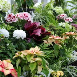 Ayr Botanic Gardens - Ayr