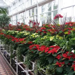 Ayr Botanic Gardens - Ayr