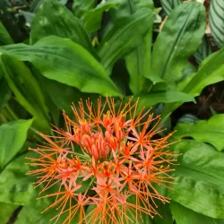 Ayr Botanic Gardens - Ayr